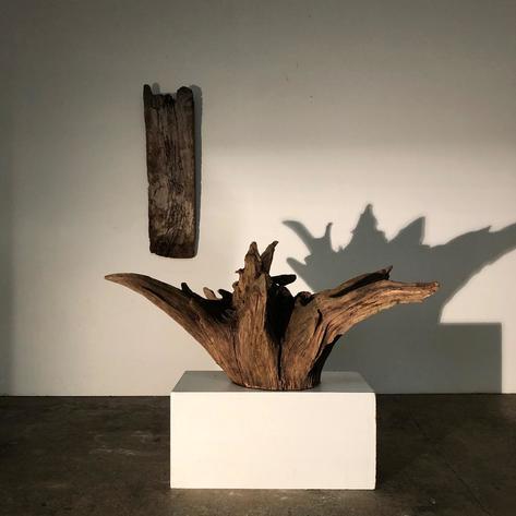 Huge decorative root 